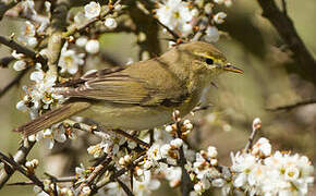 Willow Warbler