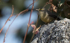 Sulphur-bellied Warbler