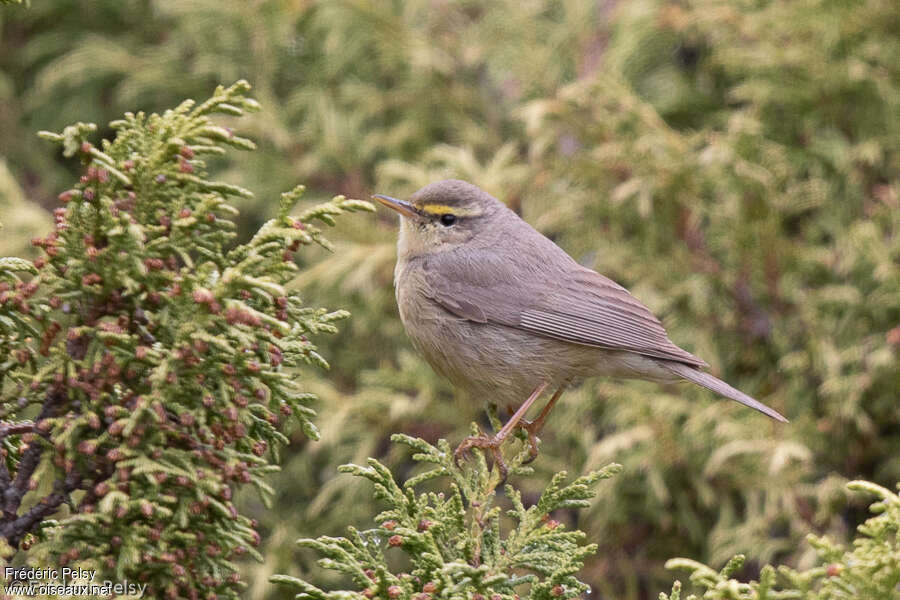 Pouillot griséoleadulte nuptial, habitat, pigmentation