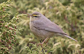 Sulphur-bellied Warbler