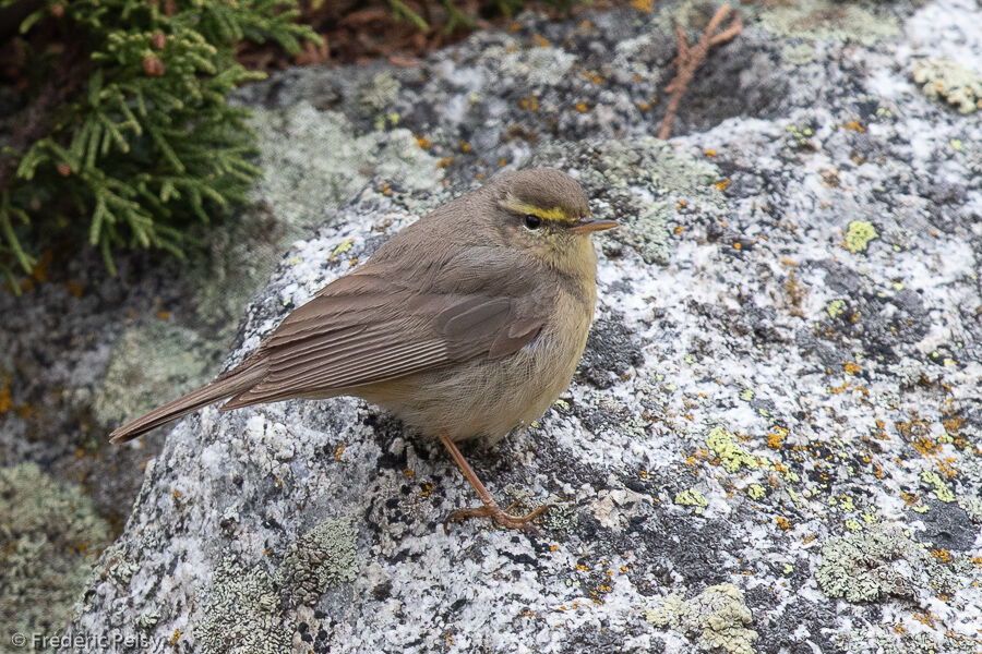 Sulphur-bellied Warbler