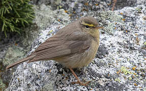 Sulphur-bellied Warbler