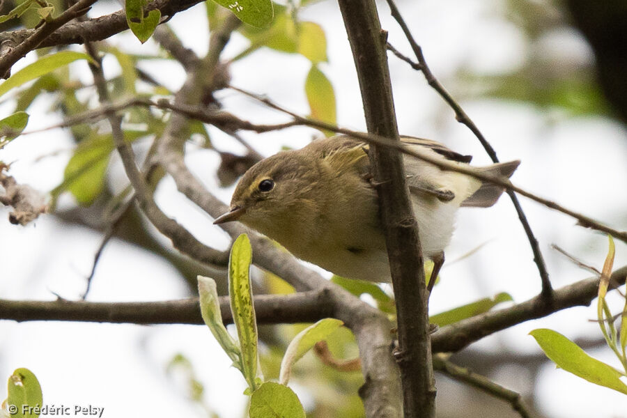 Iberian Chiffchaff