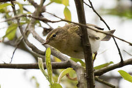 Iberian Chiffchaff