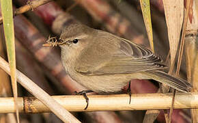 Mountain Chiffchaff