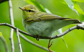 Wood Warbler