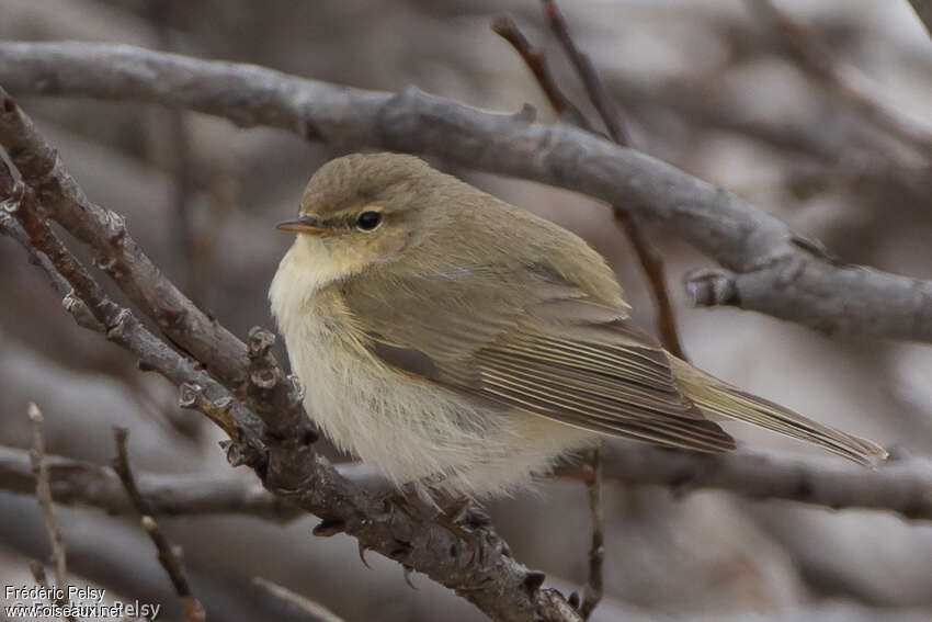 Common Chiffchaffadult breeding, identification