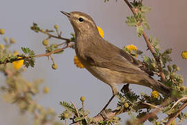 Common Chiffchaff