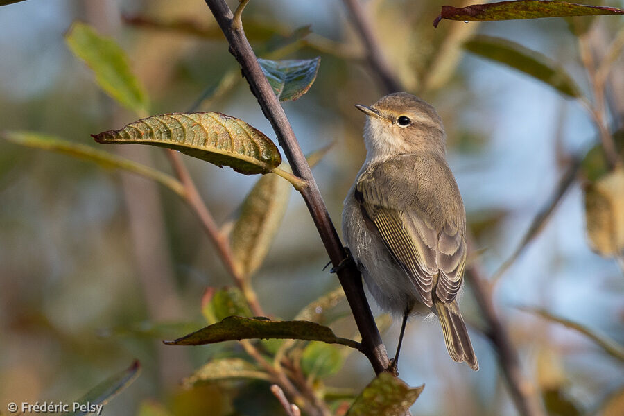 Common Chiffchaff