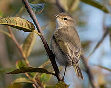 Common Chiffchaff