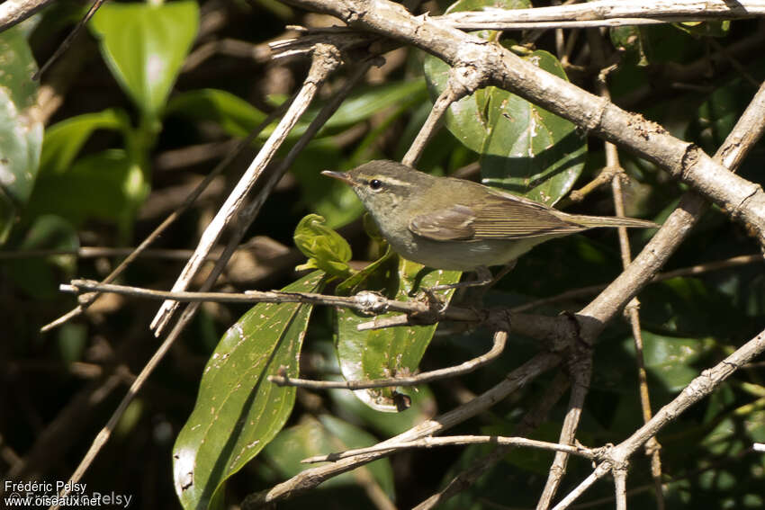 Pouillot verdâtre, identification