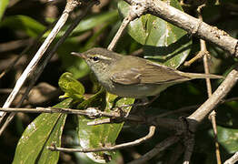 Greenish Warbler