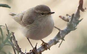 Greenish Warbler