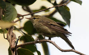 Greenish Warbler