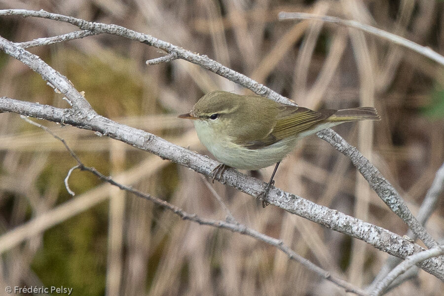 Greenish Warbler