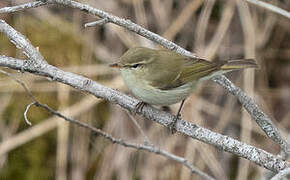 Greenish Warbler