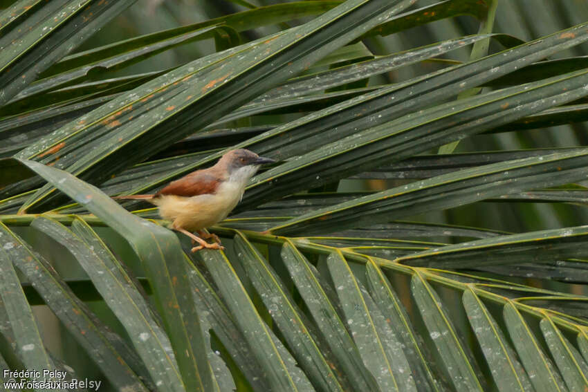 Prinia à ailes roussesadulte