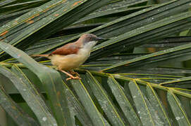 Prinia à ailes rousses