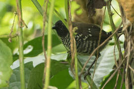 Black-faced Prinia