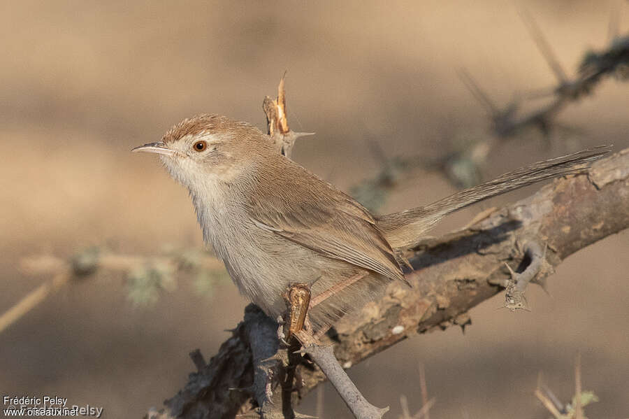 Prinia à front rouxadulte, identification