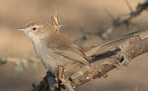 Rufous-fronted Prinia