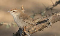 Prinia à front roux