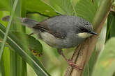 Prinia à gorge blanche