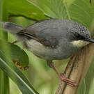 Prinia à gorge blanche