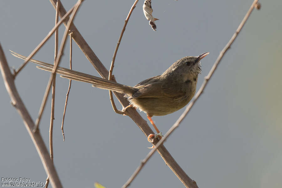 Prinia à gorge noire