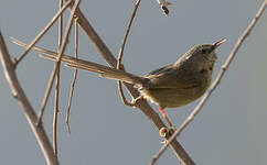 Prinia à gorge noire