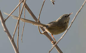 Black-throated Prinia