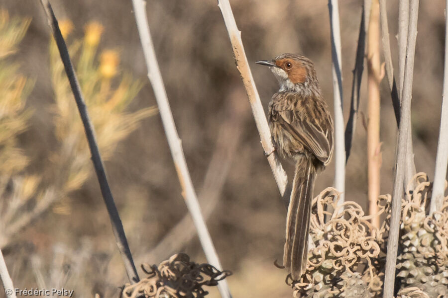 Rufous-eared Warbleradult