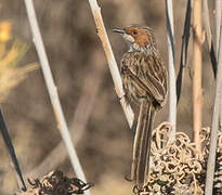 Rufous-eared Warbler