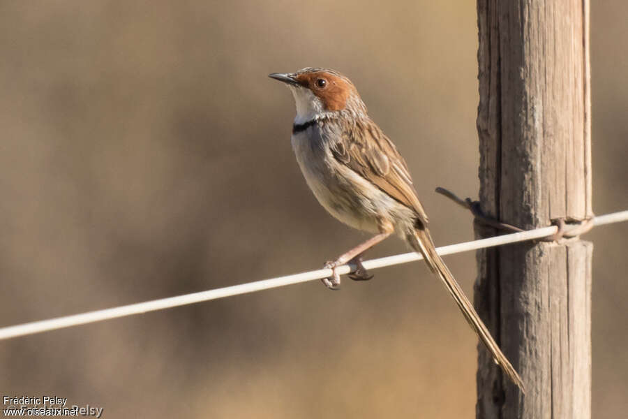 Rufous-eared Warbleradult, identification