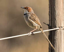 Rufous-eared Warbler