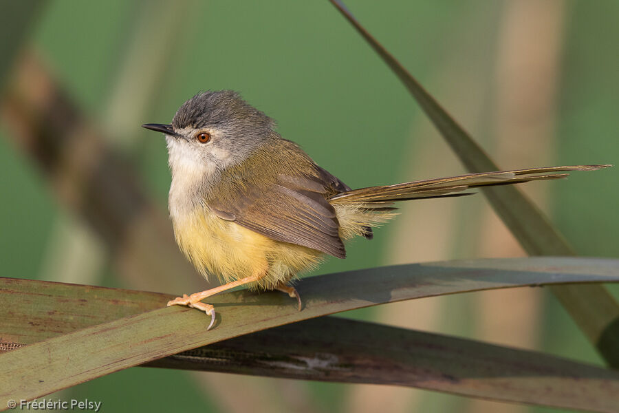 Prinia à ventre jaune mâle adulte