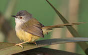 Prinia à ventre jaune