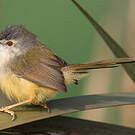 Prinia à ventre jaune