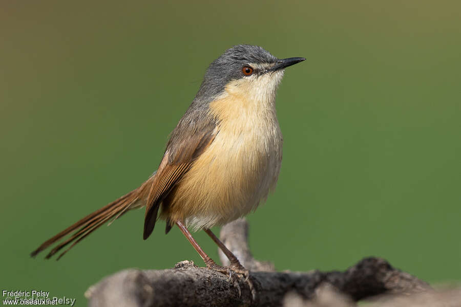 Prinia cendréeadulte, identification