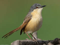 Prinia cendrée