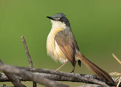 Ashy Prinia