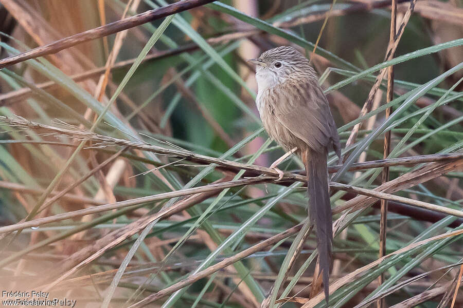 Prinia de Burnesadulte