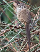 Prinia de Burnes