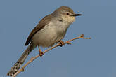 Prinia de Hodgson