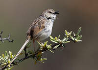 Prinia de Swinhoe