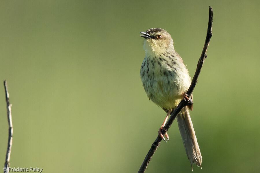 Prinia du Drakensbergadulte, chant