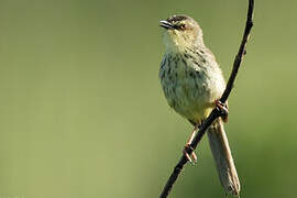 Drakensberg Prinia