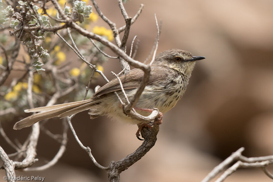 Prinia du Karrooadulte