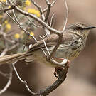 Prinia du Karroo