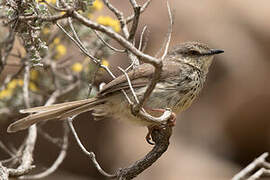 Karoo Prinia